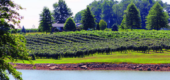 The vineyards at Huber Winery stretch over 70 acres.